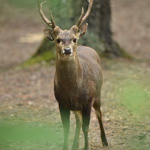 Bawean deer (Axis kuhlii)