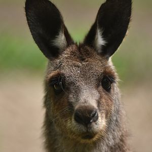 Eastern grey kangaroo (Macropus giganteus)