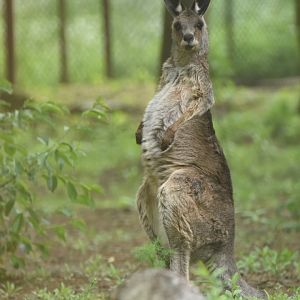 Eastern grey kangaroo (Macropus giganteus)
