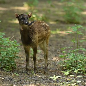 Visayan spotted deer (Rusa alfredi)