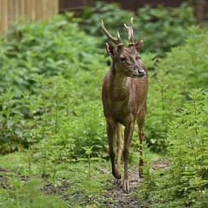 Javan rusa (Rusa timorensis)