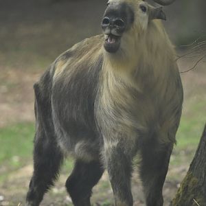Sichuan takin (Budorcas taxicolor tibetana)