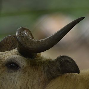 Sichuan takin (Budorcas taxicolor tibetana)