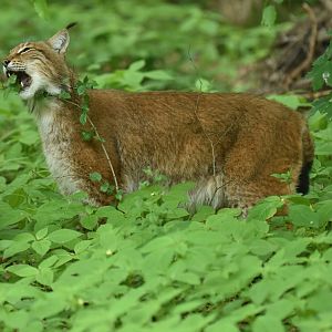 Northern lynx (Lynx lynx lynx)