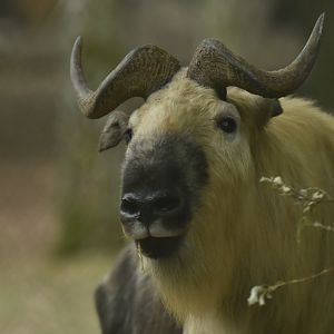 Sichuan takin (Budorcas taxicolor tibetana)