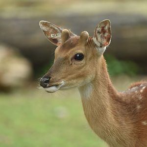 Vietnamese sika deer Cervus hortulorum pseudaxis