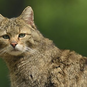 European wild cat (Felis silvestris silvestris)