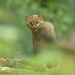 Jaguarundi (Herpailurus yagouaroundi)