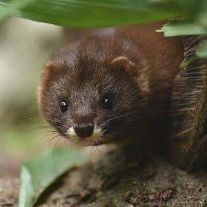 European mink (Mustela lutreola)