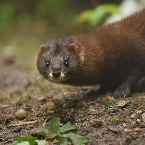 European mink (Mustela lutreola)