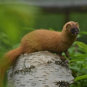 Siberian weasel (Mustela sibirica)