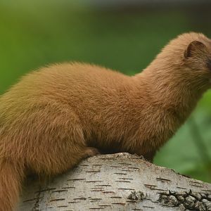 Siberian weasel (Mustela sibirica)