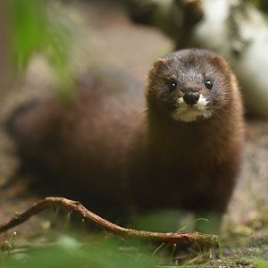 European mink (Mustela lutreola)