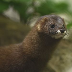 European mink (Mustela lutreola)