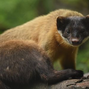 Northern yellow-throated marten (Martes flavigula aterrima)