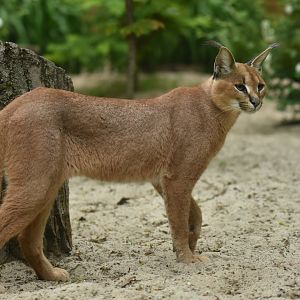 Caracal (Caracal caracal)