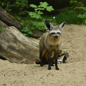 South African bat-eared fox (Otocyon megalotis megalotis)