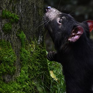 Tasmanian Devil (Sarcophilus harrisii)