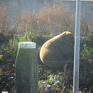 Walrus