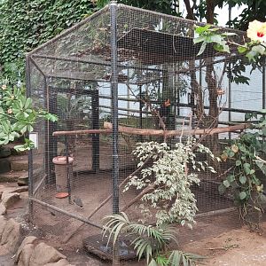 Javan rhinoceros hornbill