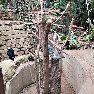 Blue-and-yellow macaw