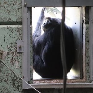 Siamang - 6 September 2021