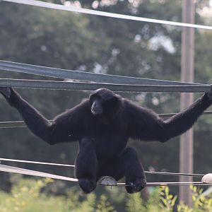 Siamang - 6 September 2021