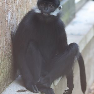 Francois' langur - 6 September 2021