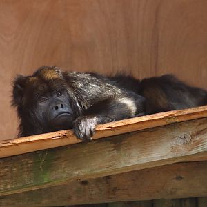 Black howler monkey - 6 September 2021