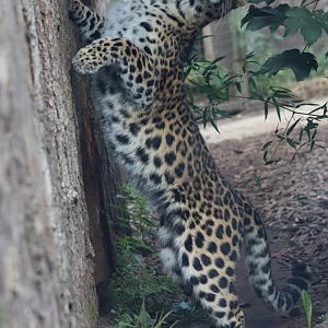 Amur leopard - 6 September 2021