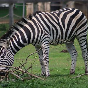 Chapman's zebra - 6 September 2021