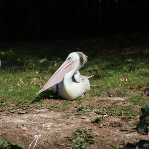 Pink-backed pelican - 6 September 2021