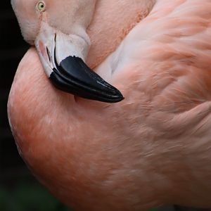 Chilean flamingo - 6 September 2021