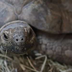 Leopard tortoise - 6 September 2021
