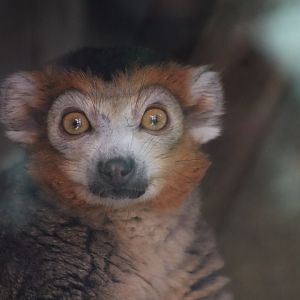 Crowned lemur - 6 September 2021
