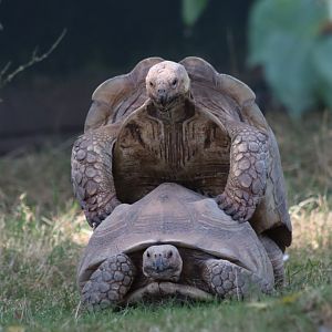Sulcata tortoises mating - 6 September 2021