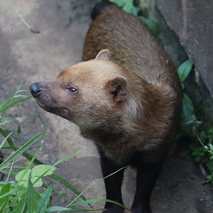 Bush dog - 6 September 2021