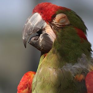Red-fronted macaw - 6 September 2021