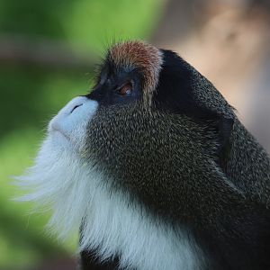 De Brazza's guenon - 6 September 2021