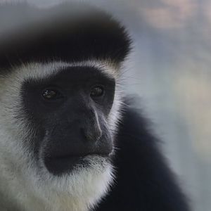 Western guereza - 6 September 2021