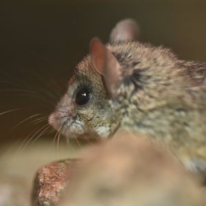 Cactus mouse (Peromyscus eremicus)