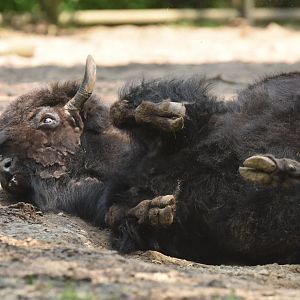 Wood bison (Bison bison athabascae)