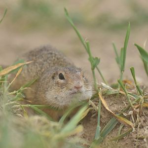 European ground squirrel (Spermophilus citellus)