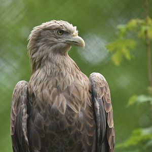 White-tailed eagle (Haliaeetus albicilla)