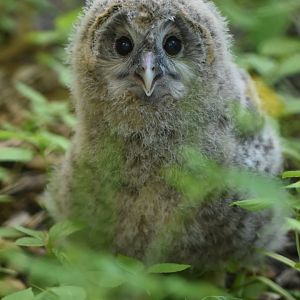 Ural owl (Strix uralensis)