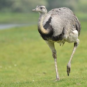 Greater rhea (Rhea americana)