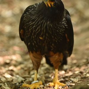 Striated caracara (Phalcoboenus australis)