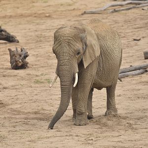 African bush elephant (Loxodonta africana)