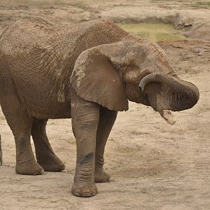 African bush elephant (Loxodonta africana)