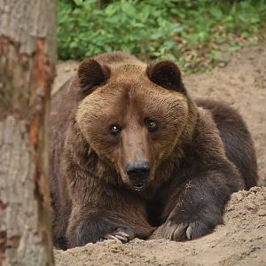 European brown bear (Ursus arctos arctos)